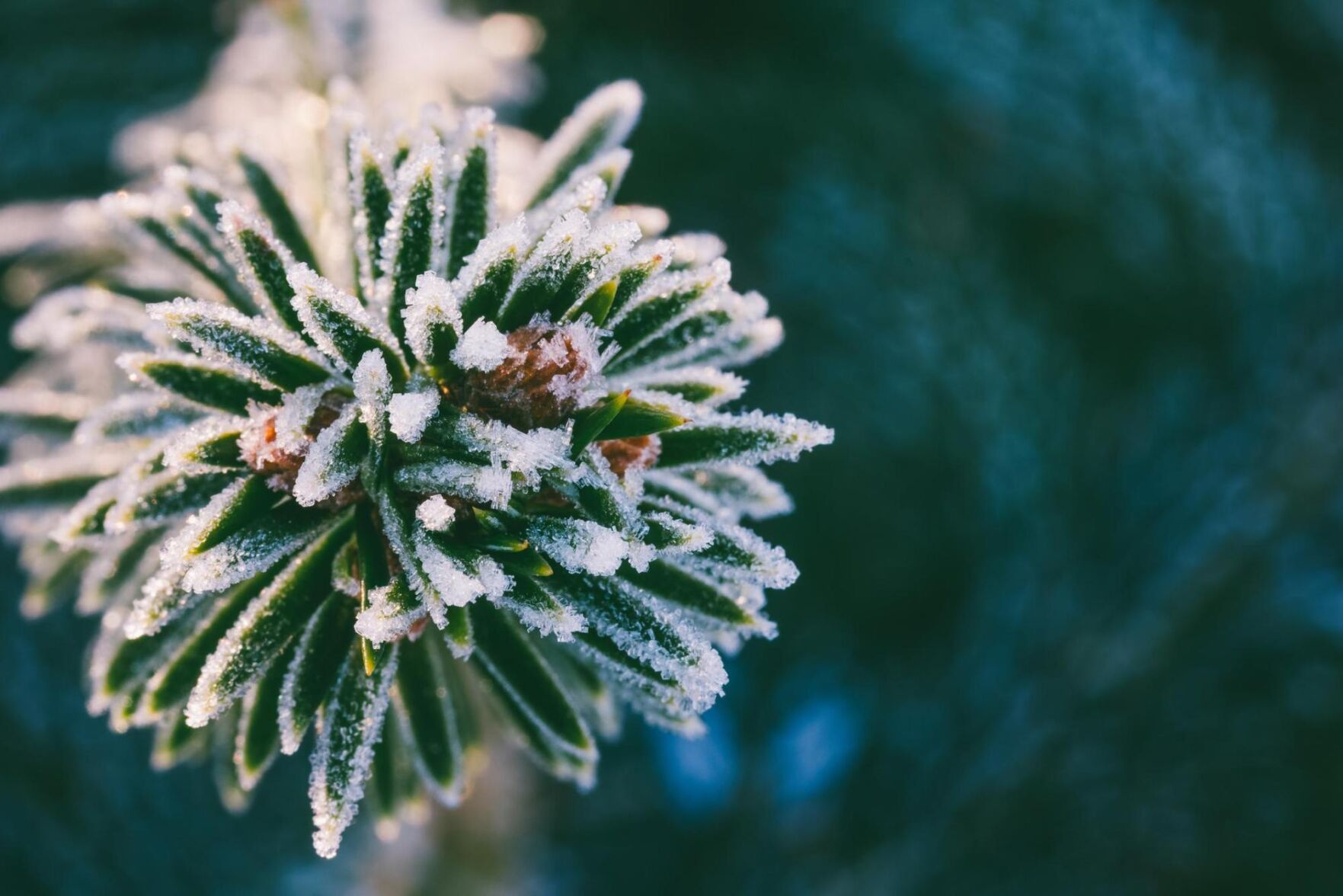 Transformative Techniques in Winter Photography: A Detailed Guide